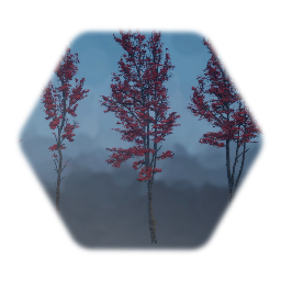 Forest Red Maple Trees