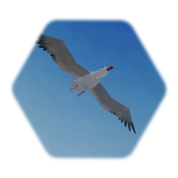 Flapping Seagull