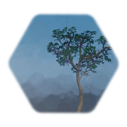 Madrone Tree with Swaying Branches