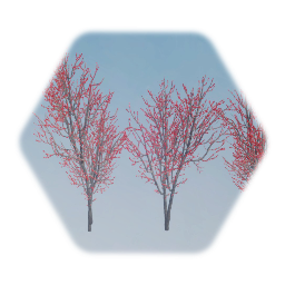 Spring Red Maple Tree