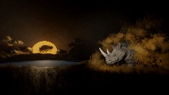Rhinoceros
