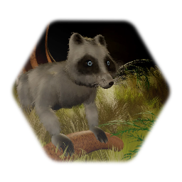 Raccoon