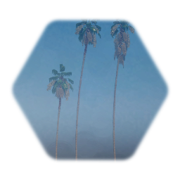 Mexican fan Palm, Tree