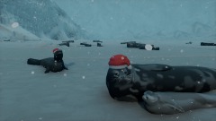 Seal Colony