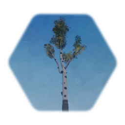 Aspen Tree With Leaves