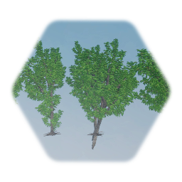 Realistic American Ash Trees