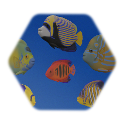 Angel fish Collection