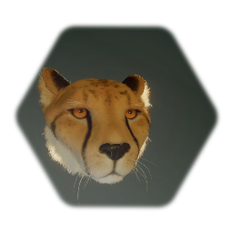 Cheetah