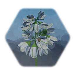 Three-cornered leek
