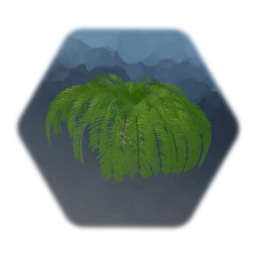 Canary Island Palm Tree