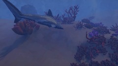 The life of a shark 2.0