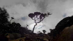 Mount Kinabalu - Borneo