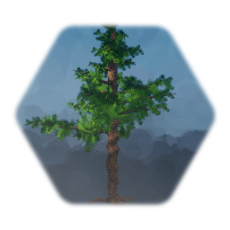 Pine tree 1