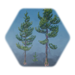 Ponderosa Pine