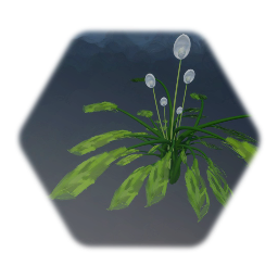 Plant exotic (tropical)