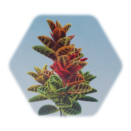 Croton Tropical Plant