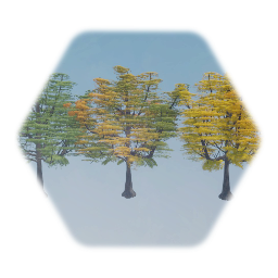 Willow Oak tree Mature