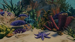 Community Garden Showcase 8: Coral