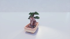 Bonsai