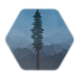 Coastal Giant Redwood Tree