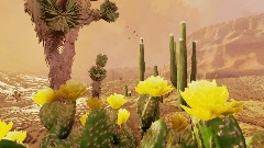 Community Garden Showcase: Cacti