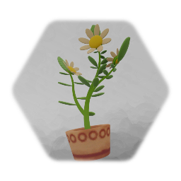 Plant in Pot