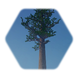 Large Pine Tree