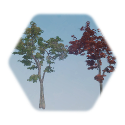 Northern Red Oak Tree