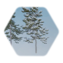 Eastern White Pine (Yard)