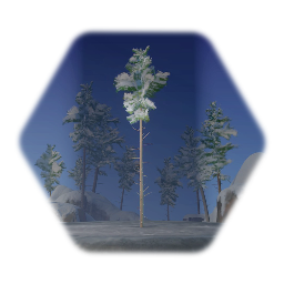 Snowy Spruce (Tall)