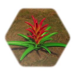 Bromeliad