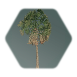Sabal palmetto Palm Tree