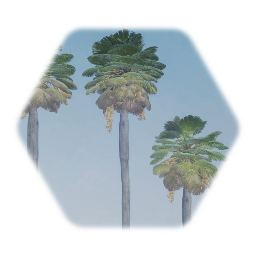 Bailey Fan Palm Tree