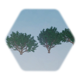 Rocky Mountain Juniper Tree