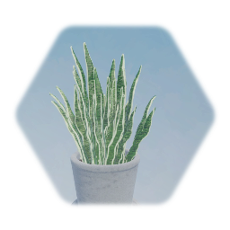 Snake Plant