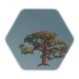 Cork Oak - Mature tree