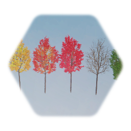 Sugar maple (Mature) 2
