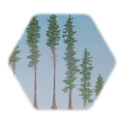 California Red Fir Tree