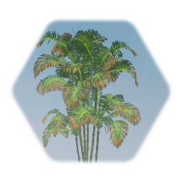 Areca Palm Trees