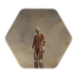 Anatomy of muscles\skinless