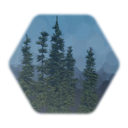 Black Spruce