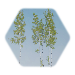 Silver Birch Tree Cluster