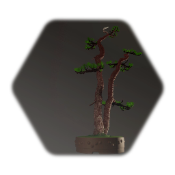 Bonsai tree- pine