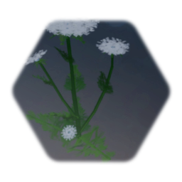 Flower - Queen Anne's lace 2