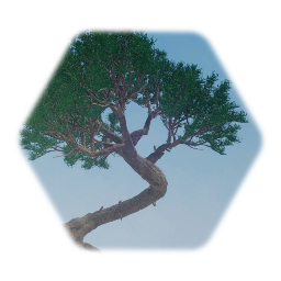 Twisted Utah Juniper TREE