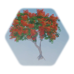 Royal Poinciana Tree