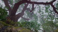 Old Growth Water Falls