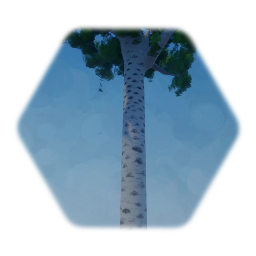 Birch Tree that watches you with many eyes