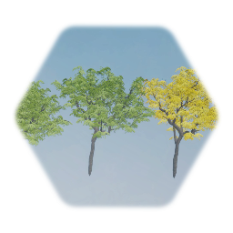 American Honey Locust Tree (False Acacia)