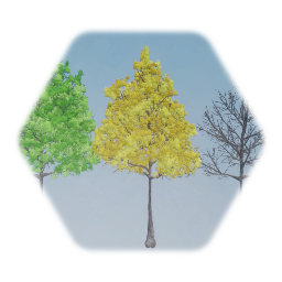 American Linden Tree